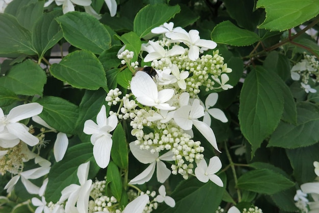 Witte Hydrangea paniculata bloeit prachtig bloeiend