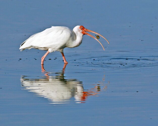 Foto witte ibis in ondiep water