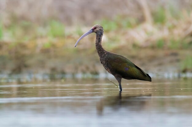 Witte ibis La Pampa Patagonië Argentinië