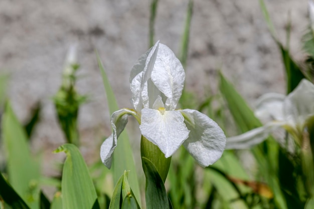 Witte iris Iris hybrida groeit op het bloembed