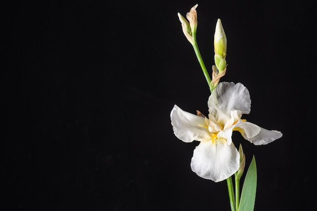 Witte iris op zwarte achtergrond