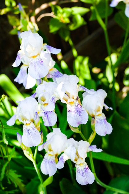 Witte irisbloem op groene tuinachtergrond