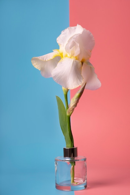 Witte irisbloem op roze en blauwe oppervlakte
