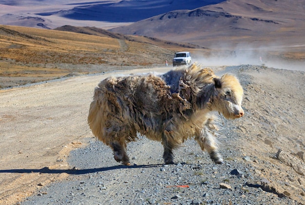 Witte jakken met zeer vuile wol blijven in de buurt van een weg, Mongolië