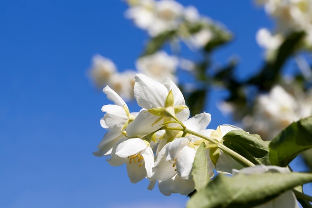 Witte jasmijn bloeiend in de zomer, bloeiende planten voor het decoreren van het territorium