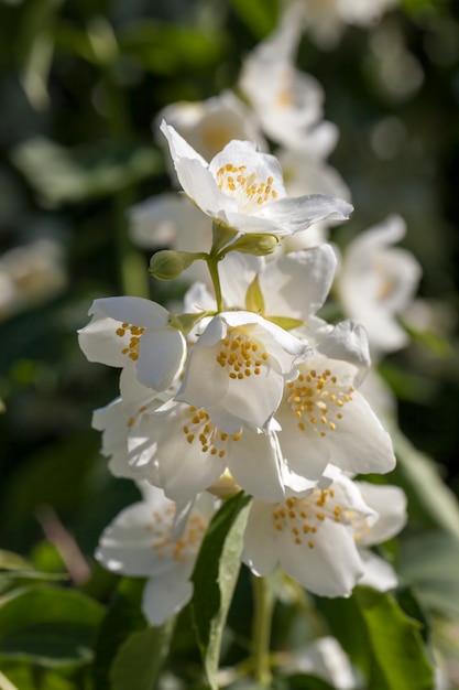 Witte jasmijn bloeiend in de zomer, bloeiende planten voor het decoreren van het territorium