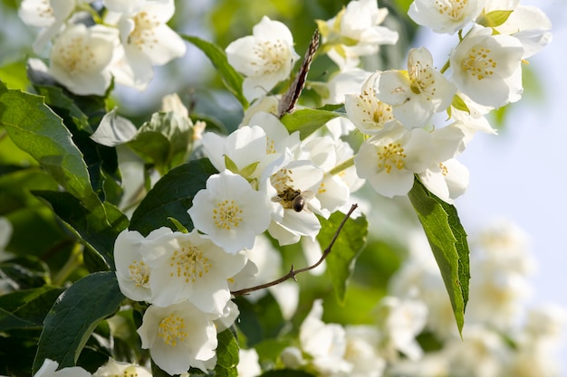 witte jasmijn bloemen