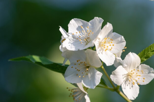 Witte jasmijn tak in de tuin lente