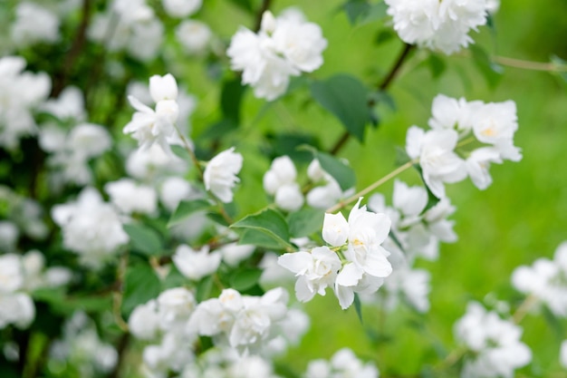 Witte jasmijnbloem close-up op straat Bloeiende jasmijnstruik tegen