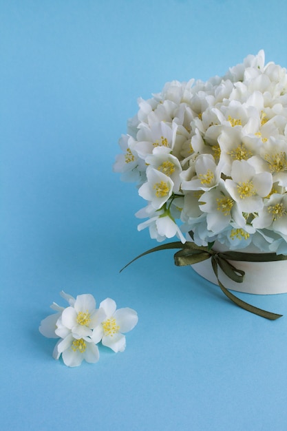 Witte jasmijnbloemen in de geschenkdoos op het blauwe oppervlak. Kopieer ruimte.