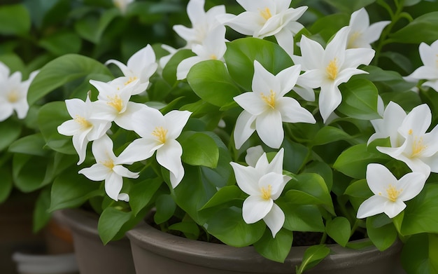 Witte jasmijnbloemen in de tuin.