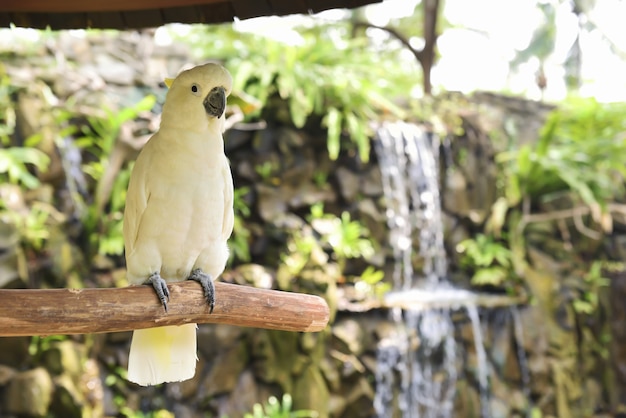 Witte kakatoe, Zwavelkuifkaketoe (Cacatua galerita)