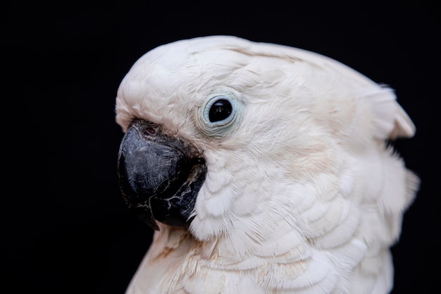 Witte kaketoe close-up met zwarte achtergrond.