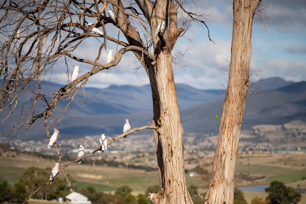 Witte kaketoe en corella zaten in een gomboom in het binnenland van Australië Inheemse Australische vogels in een boom in een nationaal park in de zomer