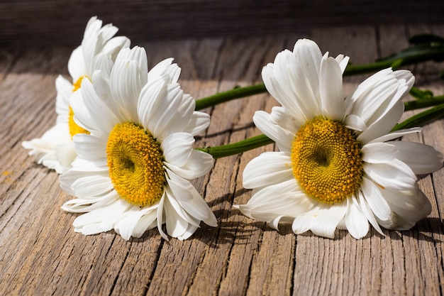 Foto witte kamille bloemen op een houten tafel