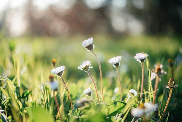 Witte kamille of madeliefjebloemen op de groene achtergrond van de graszomer