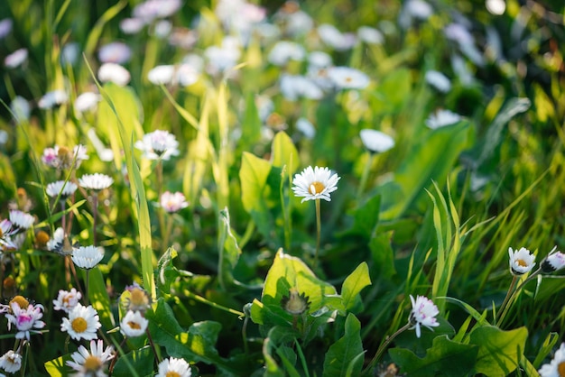 Witte kamille of madeliefjebloemen op de groene achtergrond van de graszomer