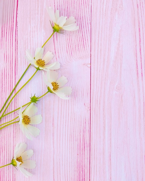 witte kamille op een houten achtergrond. achtergrond voor banner