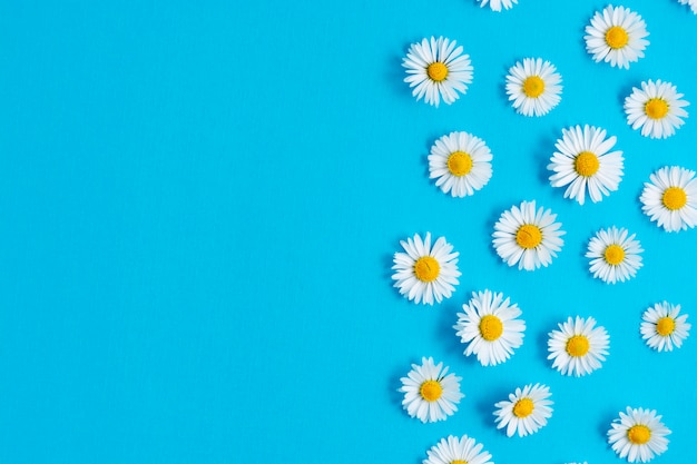 Witte kamillebloemen op blauwe achtergrond