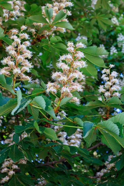 Witte kastanjebloemen op boombladeren achtergrond selectieve aandacht Lente bloeiende kastanjeboom