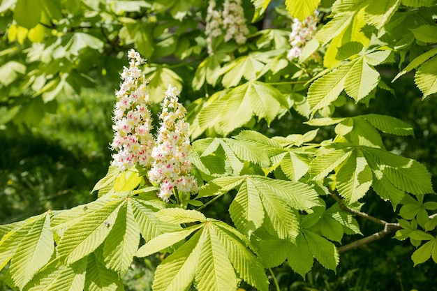 Witte kastanjebloemen op boombladeren achtergrond selectieve focusspring bloeiende kastanjeboom stroom