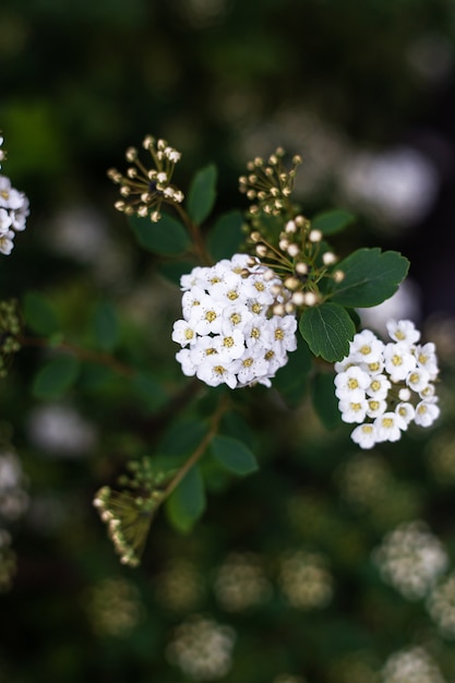 Witte kastanjebloemen