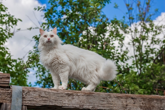 Witte kat buiten Genieten van de natuur vrijheid