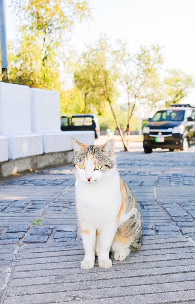 witte kat buiten op een zonnige dag