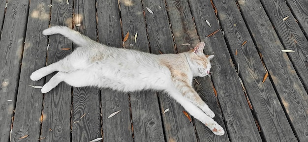 Witte kat die op de raadsvloer ligt