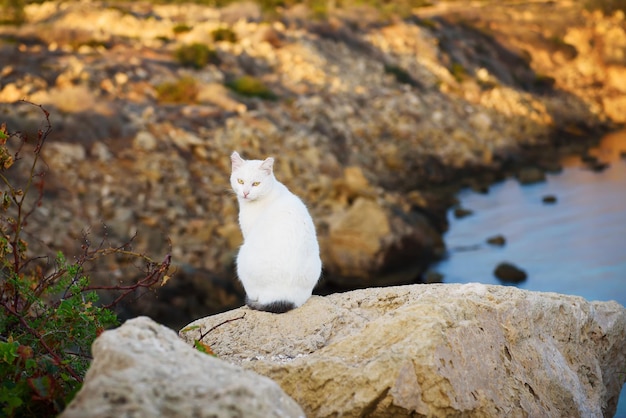 Witte kat die op de rots zit en naar de camera kijkt tegen de lagune van Cyprus