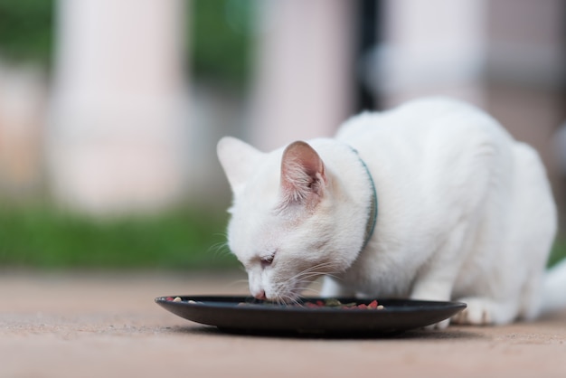 Witte kat die op de vloer eet