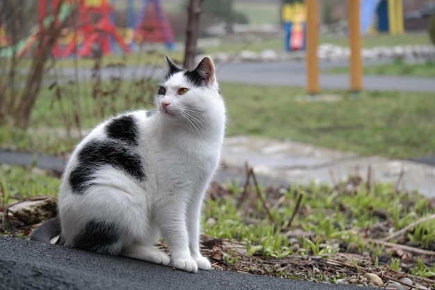 Witte kat die op de weg zit.