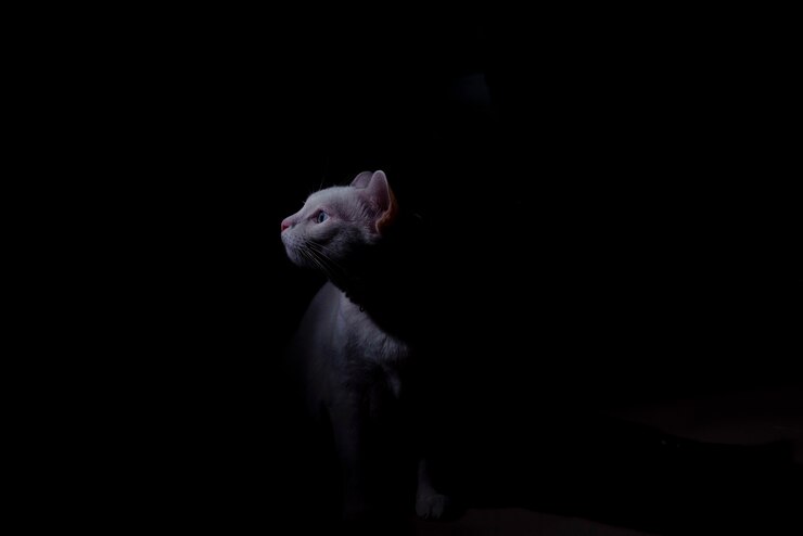 Witte kat in donkere kamer donker concept