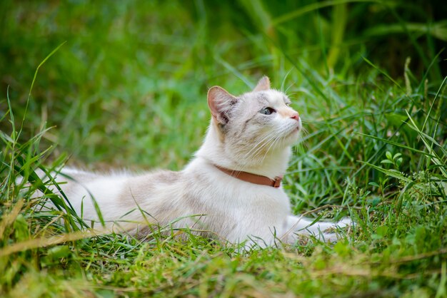 Witte kat in groen gras