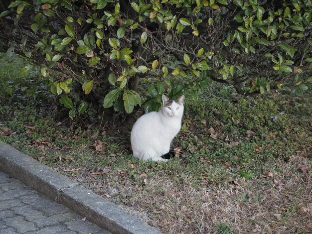 Witte kat in het gras