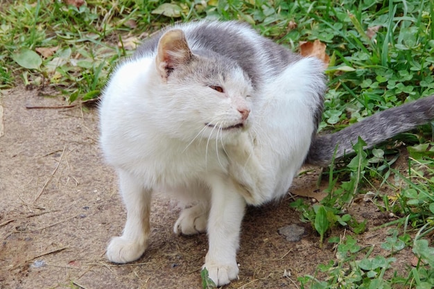 Witte kat klauwt dicht in zijn oor