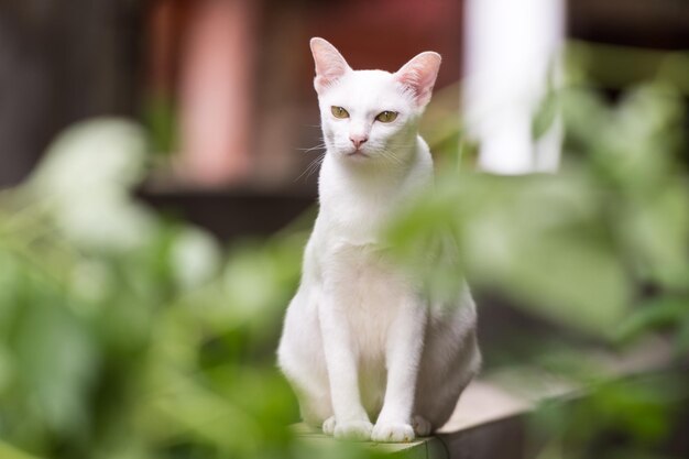 Witte kat Manee mooie kleur