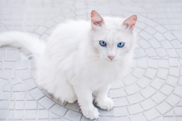 Witte kat met blauwe ogen. De kat zit op straat op het grijze asfalt