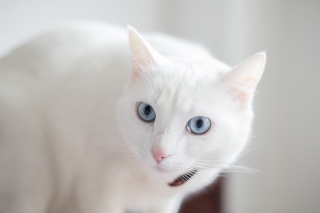 Foto witte kat met blauwe ogen