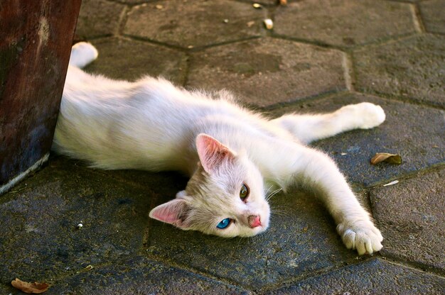 Witte kat met gekleurde ogen kijkt je aan. Israël.