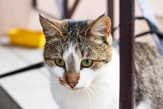 Witte kat met grijze oren en groene ogen