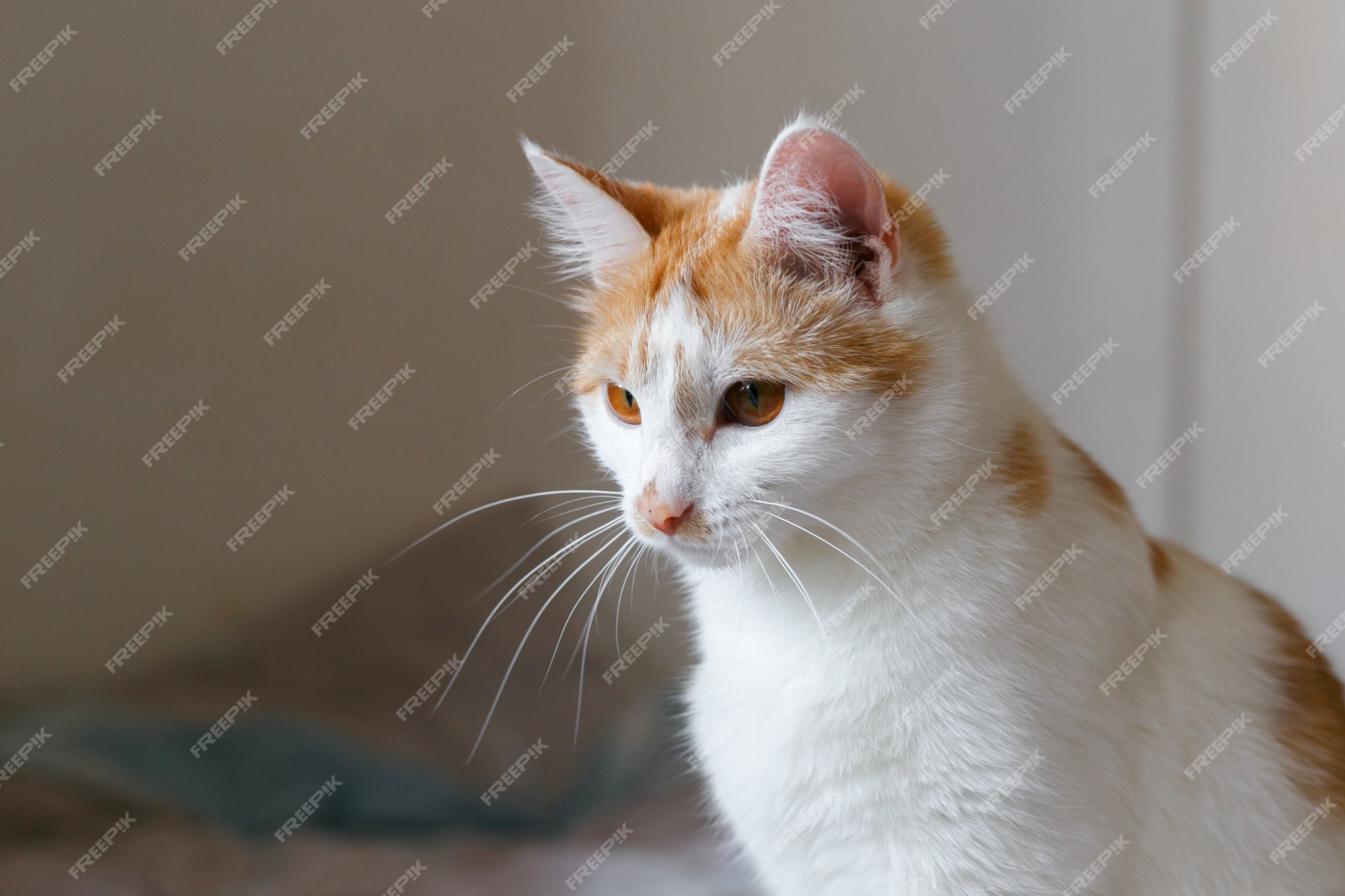 Verspreiding kraan Krachtig Witte kat met rode vlekken | Premium Foto