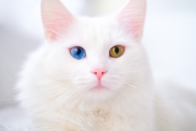 Witte kat met verschillende kleuren ogen. Turkse angora. Van kitten met blauw en groen oog ligt op wit bed. Schattige huisdieren, heterochromie