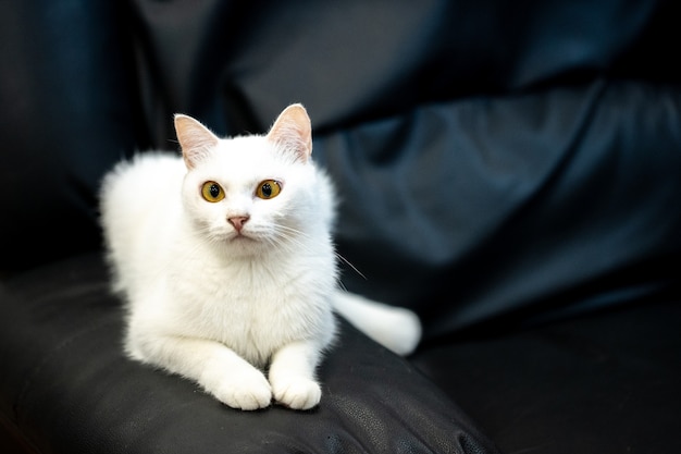 Witte kat op een zwarte bank.