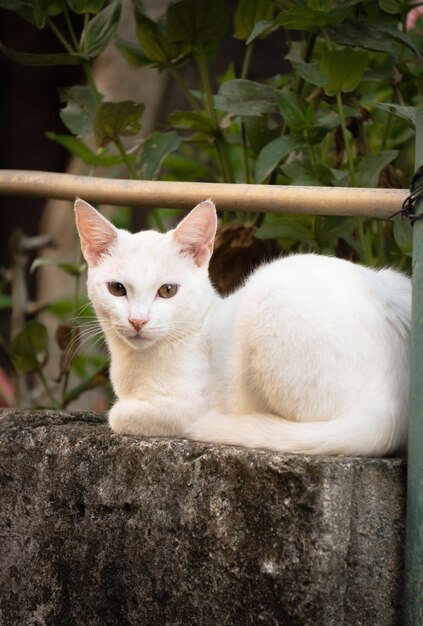 witte kat op het hek