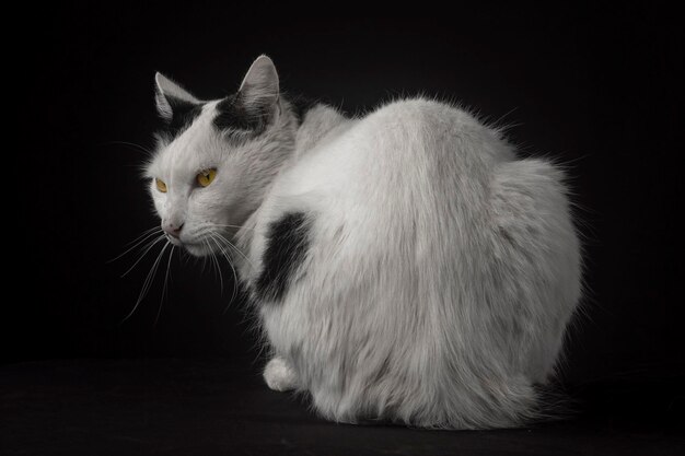 Witte kat op studiofoto met zwarte achtergrond