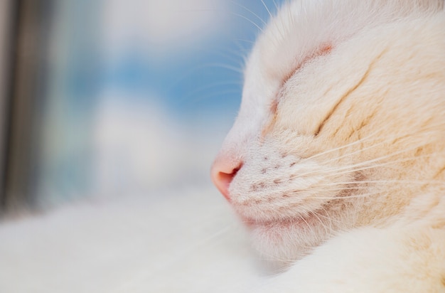 Witte kat rust slaapt, gesloten ogen