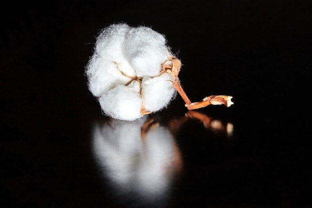 Witte katoenen bloem op donkere houten tafel