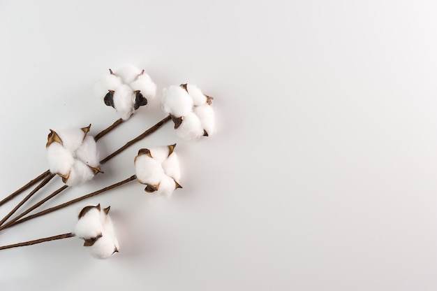 Witte katoenen bloemen met exemplaarruimte