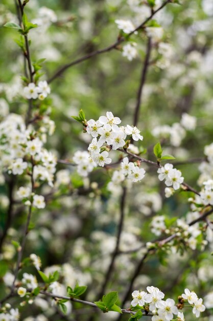 Witte kersen bloeiende bomen